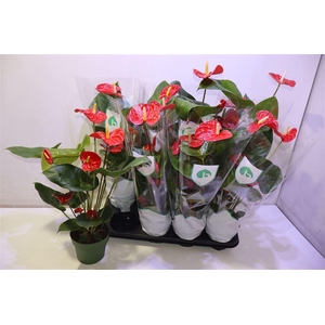 arr8 Anthu An Madural