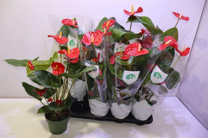 <h4>arr8 Anthu An Madural</h4>