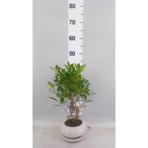 Bonsai   ...mix