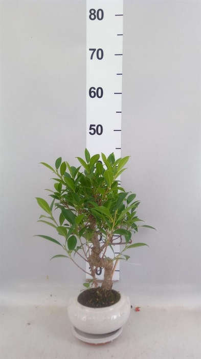 <h4>Bonsai   ...mix</h4>