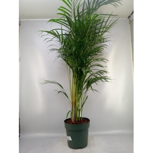 Dypsis lutescens   ...Chrysalidoca