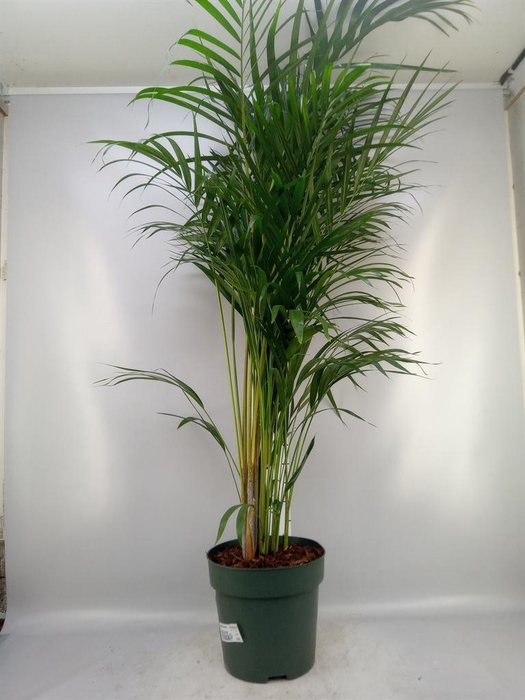 <h4>Dypsis lutescens   ...Chrysalidoca</h4>