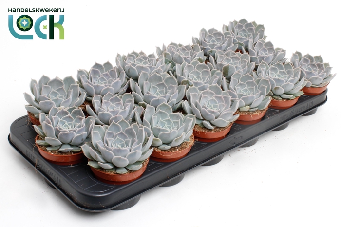 <h4>Echeveria Rosea</h4>