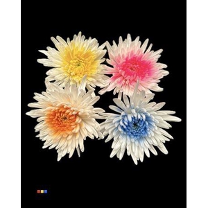 Chr G Ana White + Mix