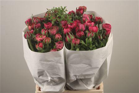 <h4>Ran El. Hot Pink Ex</h4>