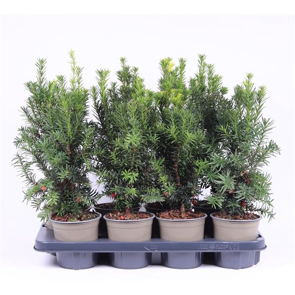 <h4>Taxus media 'Hicksii'</h4>