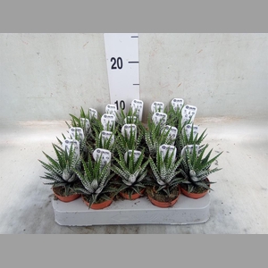 Haworthia fasciata 'Big Band'