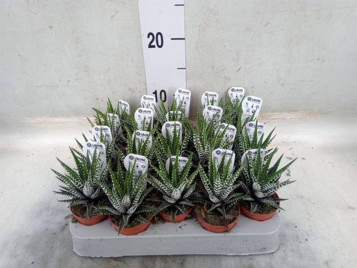 <h4>Haworthia fasciata 'Big Band'</h4>