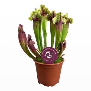 Sarracenia Mitchelliana 8,5 cm