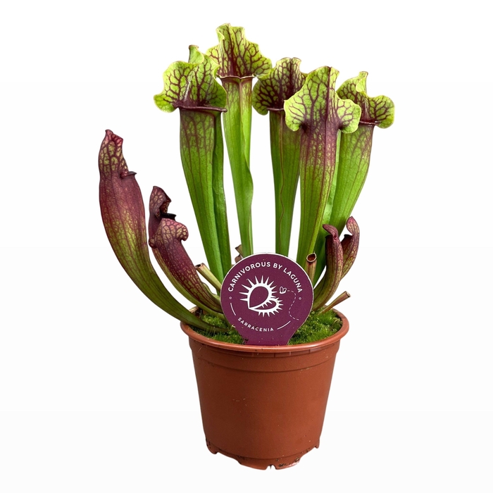 <h4>Sarracenia Mitchelliana 8,5 cm</h4>