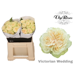 R GR VICTOR WEDDING+