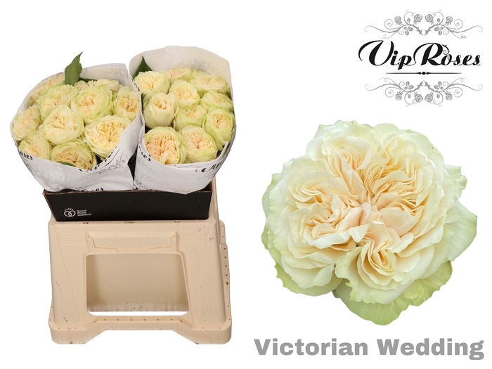 R GR VICTOR WEDDING+