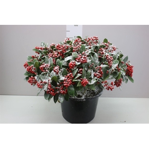 Skimmia Jap. Sensation 40+ Snow X