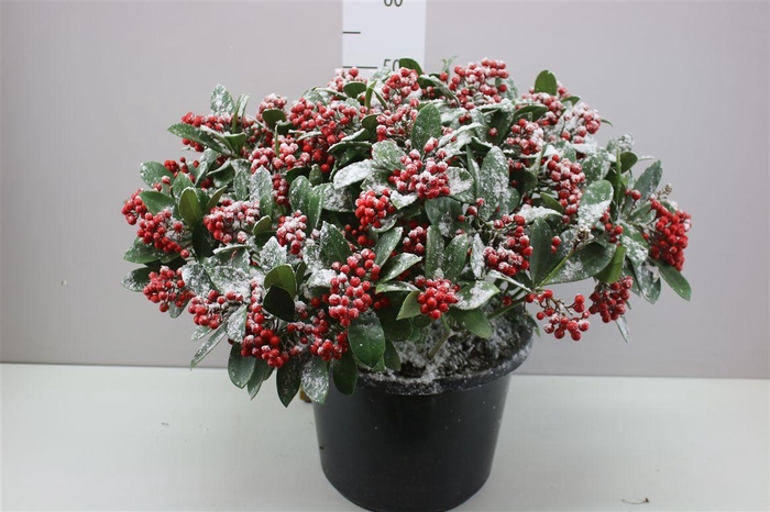 <h4>Skimmia Jap. Sensation 40+ Snow X</h4>