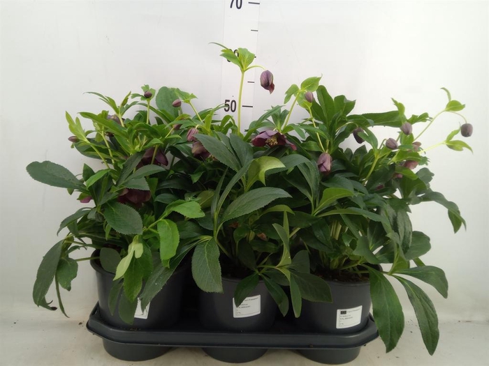<h4>Helleborus ori.</h4>