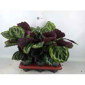 Calathea  'Medallion'