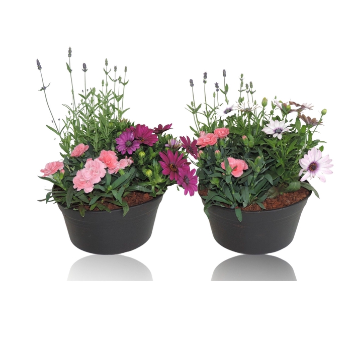 <h4>Opm RS-00021902 Patio Schaal</h4>