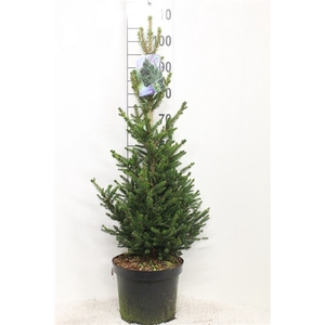 Picea abies 'Will's Zwerg' P26 potgekweekt