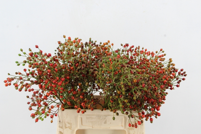 <h4>ROSA FAIR JEWEL</h4>