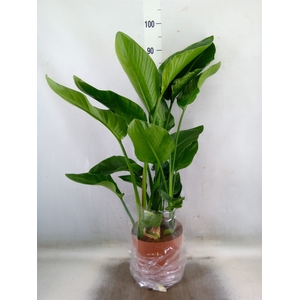 Strelitzia nicolai
