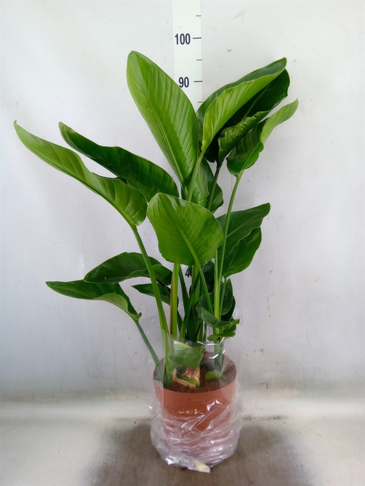 <h4>Strelitzia nicolai</h4>