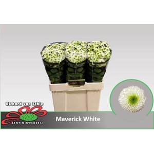 CHR S MAVERICK WHITE