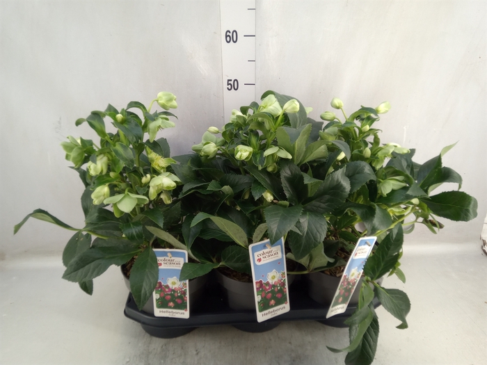 <h4>Helleborus  'JWLS Endless'</h4>