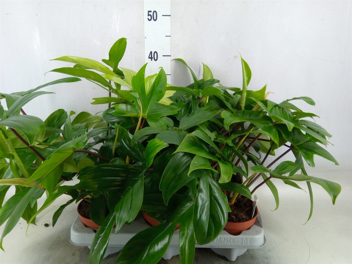 <h4>Philodendron   ...</h4>