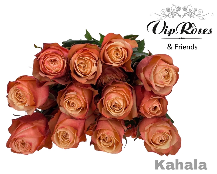 <h4>R GR KAHALA</h4>