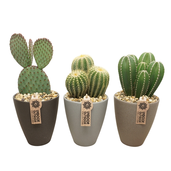 <h4>Cactus mix in 13 cm hoge vaaspot met grind (3 assorti)</h4>