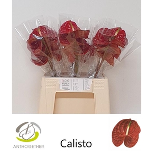 Anthurium Calisto
