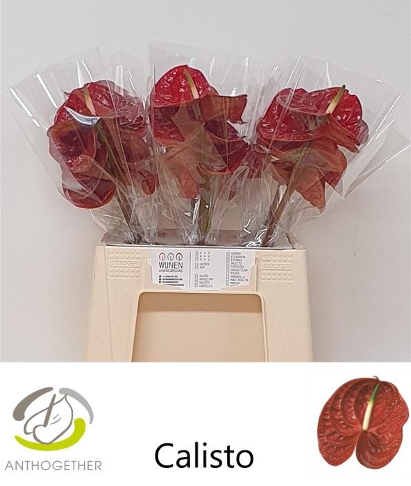 <h4>Anthurium Calisto</h4>