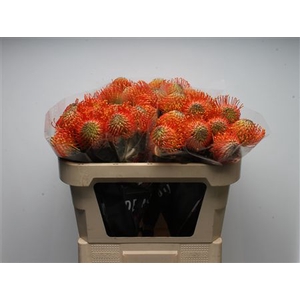 Leuco Neena Orange