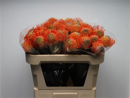 Leuco Neena Orange