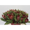 Protea Robijn