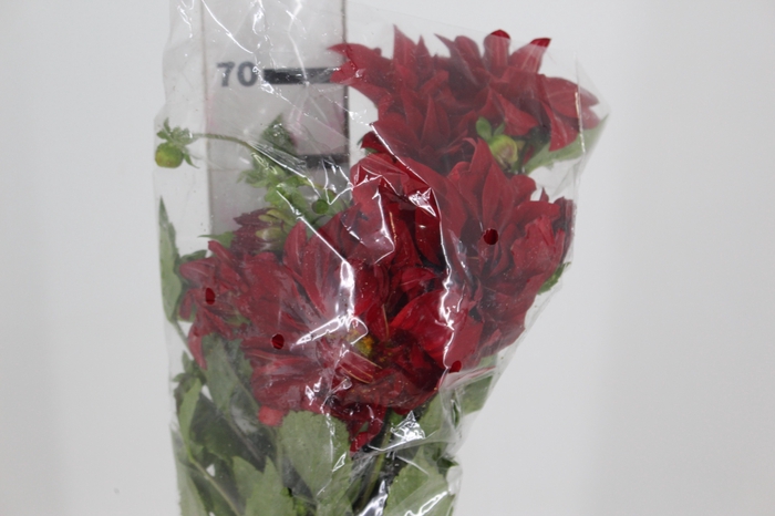 <h4>DALIA VERMELHA 070 CM</h4>