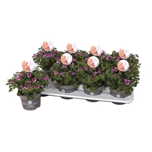 Pelargonium Pelargonium Grandifloru