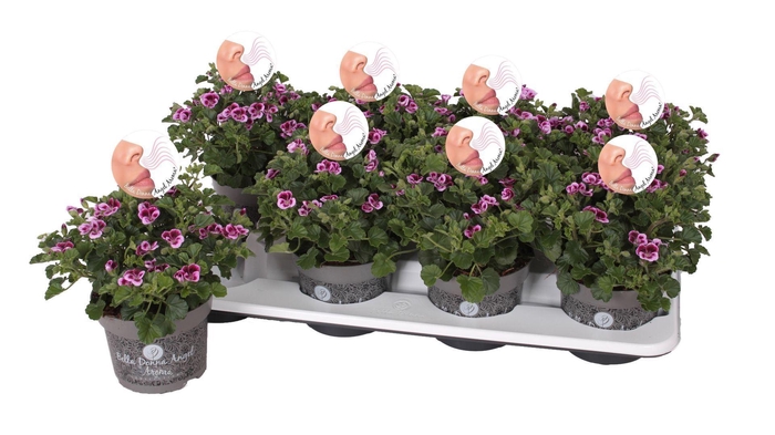 <h4>Pelargonium Pelargonium Grandifloru</h4>