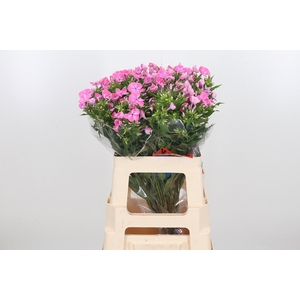 Phlox P Senora