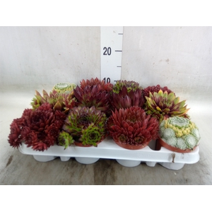 Sempervivum   ...