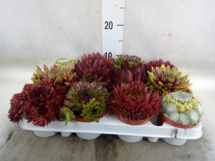 <h4>Sempervivum   ...</h4>