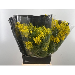 ACACIA BAILEYA BL BS