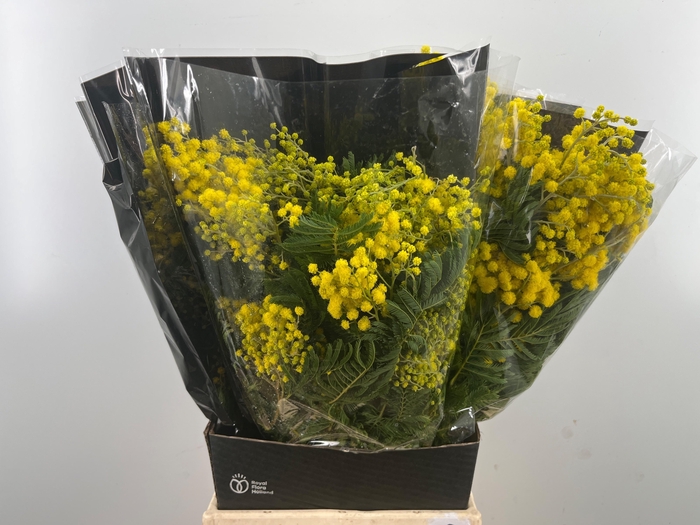 <h4>ACACIA BAILEYA BL BS</h4>