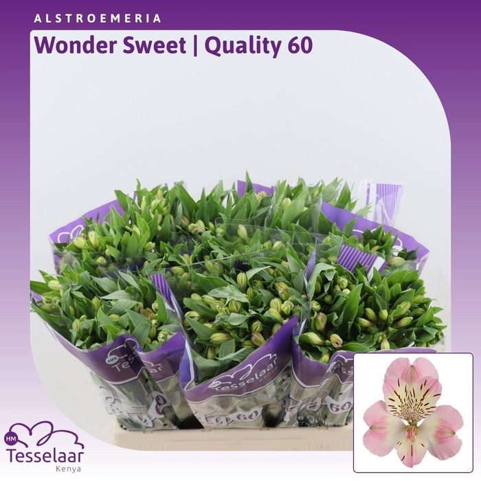 <h4>ALSTR WONDER SWEET 40 GR.</h4>