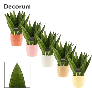 Sansevieria Zeylanica Fan 12 cm in Naemi (Sympathetic moods-coll