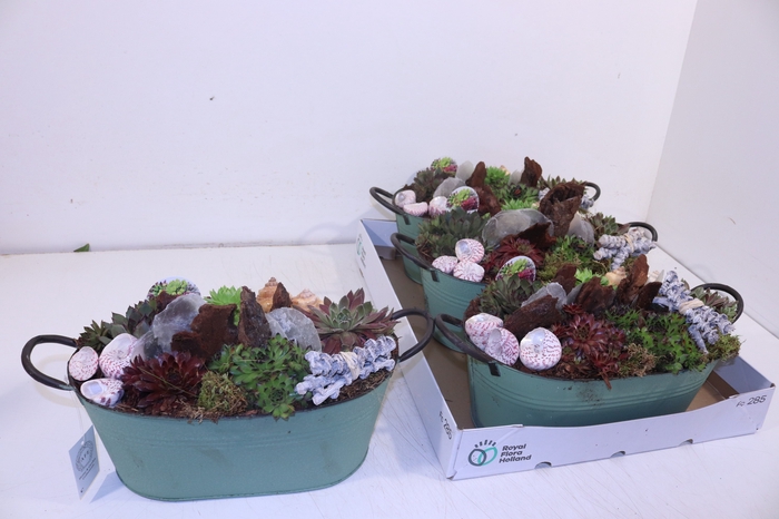 <h4>ARR SEMPERVIVUM</h4>