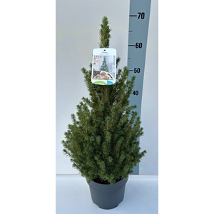 PICEA GL CONICA