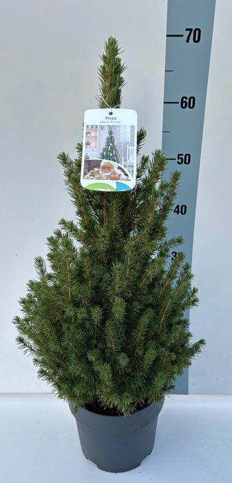 <h4>PICEA GL CONICA</h4>