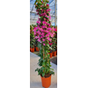 Bougainvillea overig