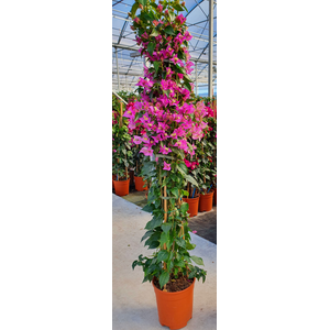Bougainvillea overig